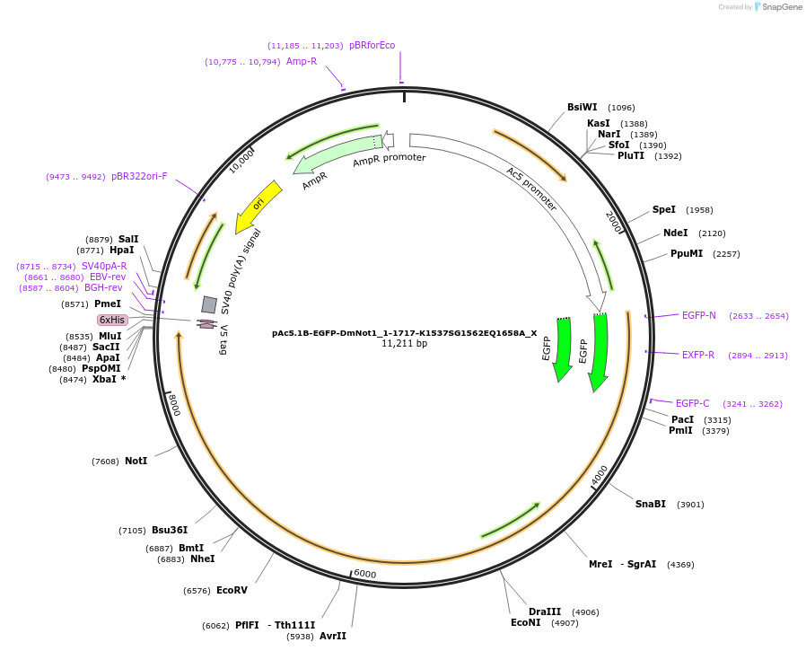 147986-plasmid-map-sequence-id-290433