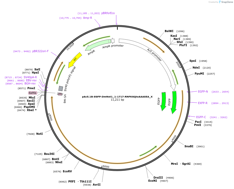 147988-plasmid-map-sequence-id-290435