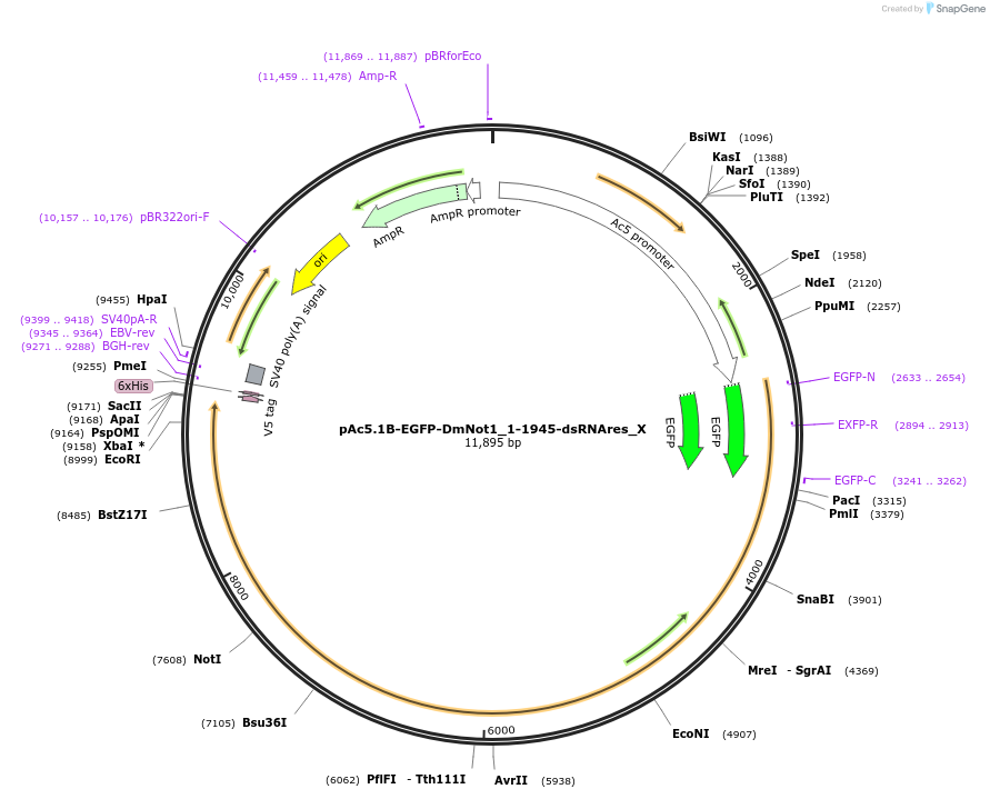 147989-plasmid-map-sequence-id-290436