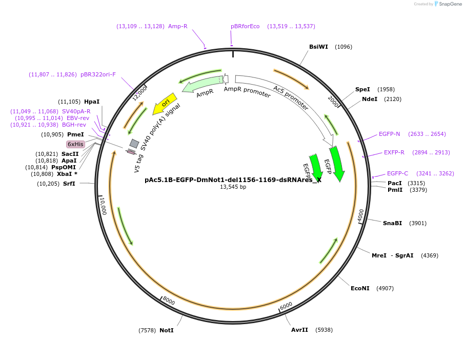 147991-plasmid-map-sequence-id-290438