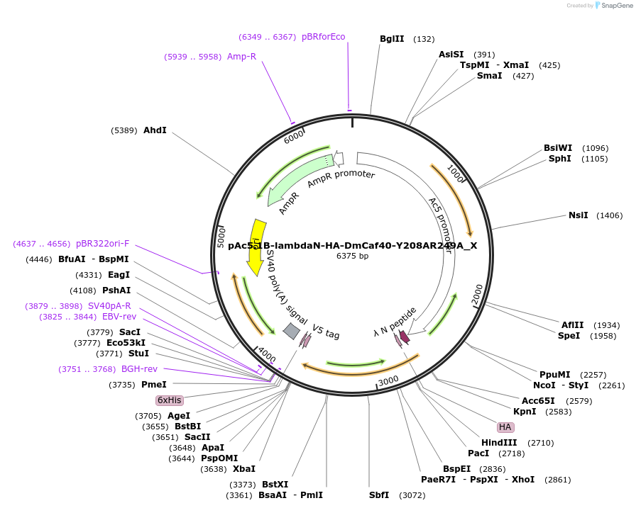 147995-plasmid-map-sequence-id-290442