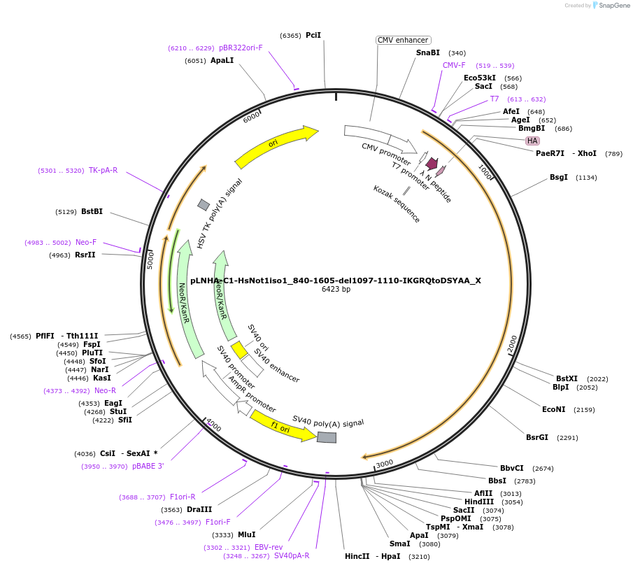 147999-plasmid-map-sequence-id-290446