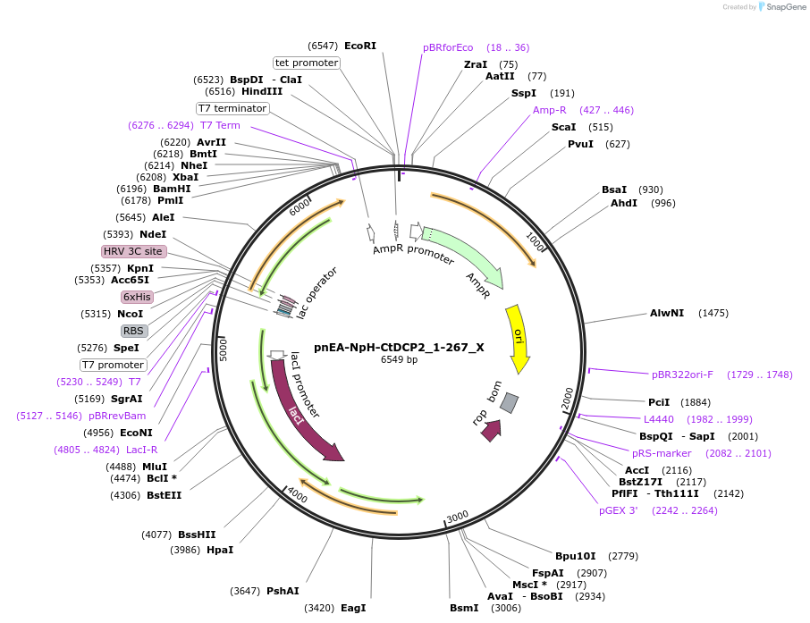 148004-plasmid-map-sequence-id-290451