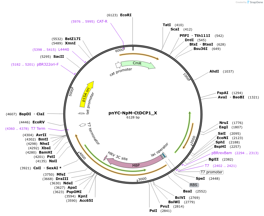 148006-plasmid-map-sequence-id-290453