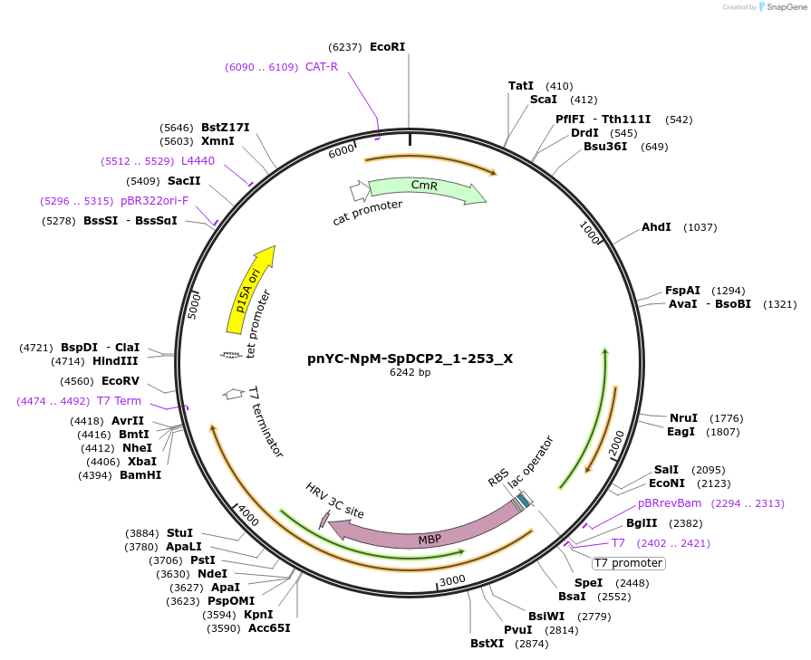 148009-plasmid-map-sequence-id-290456