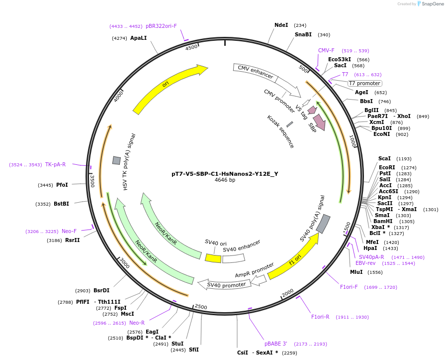 148012-plasmid-map-sequence-id-290459