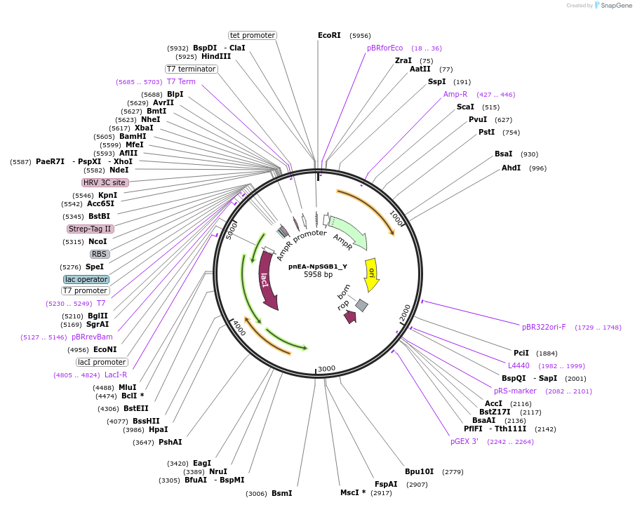 148015-plasmid-map-sequence-id-290462