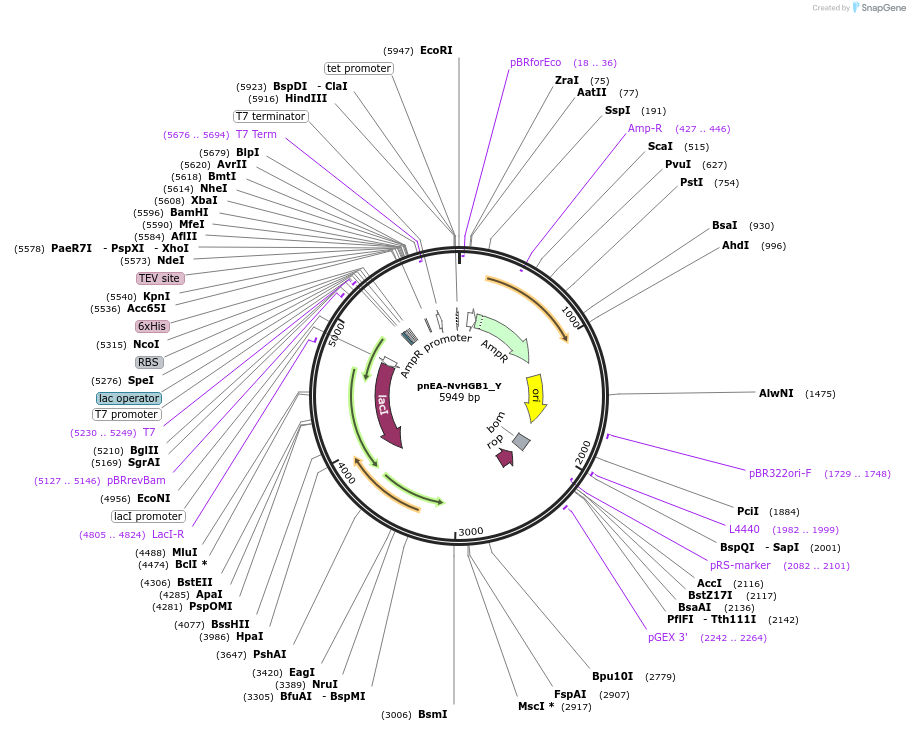 148017-plasmid-map-sequence-id-290464