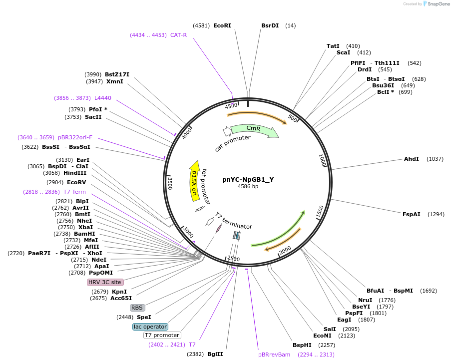 148019-plasmid-map-sequence-id-290466
