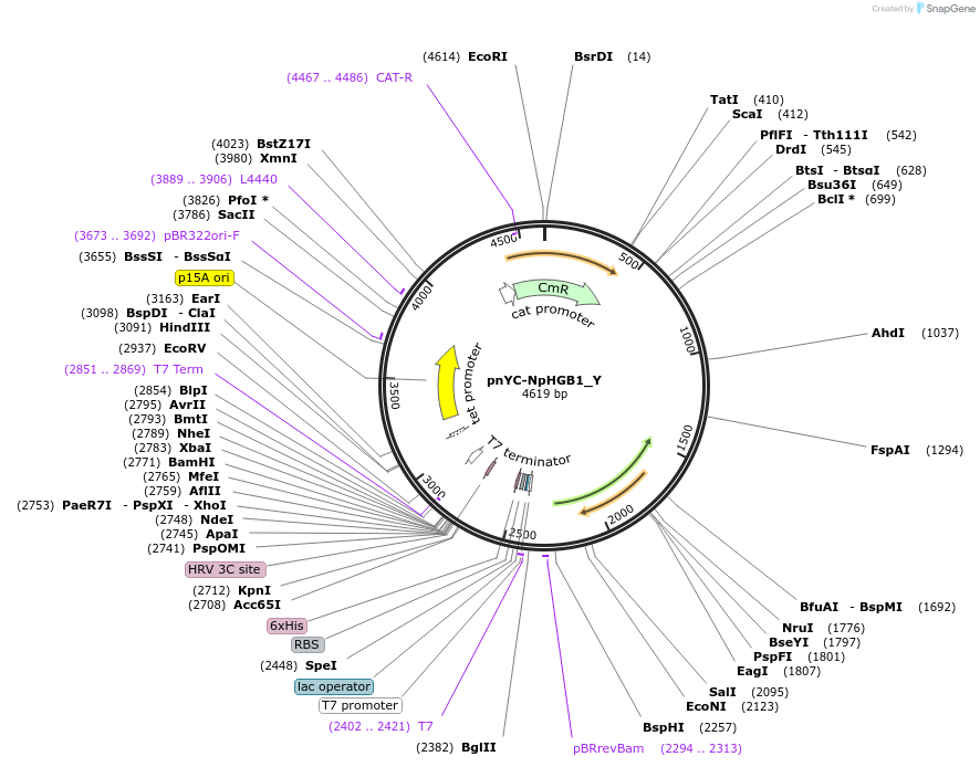 148020-plasmid-map-sequence-id-290467