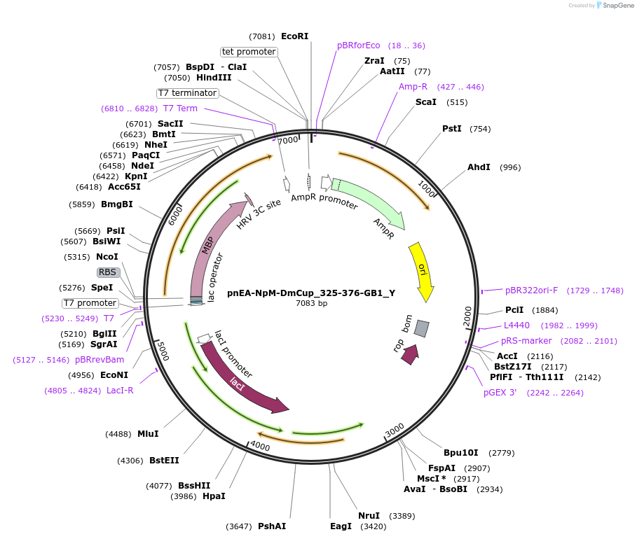 148025-plasmid-map-sequence-id-290472