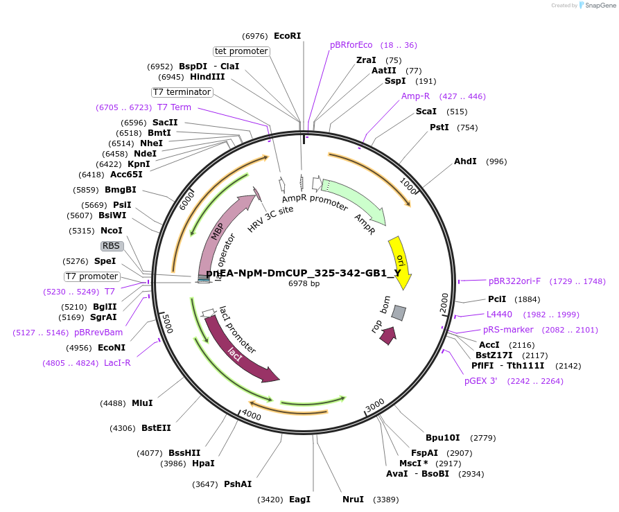 148026-plasmid-map-sequence-id-290473