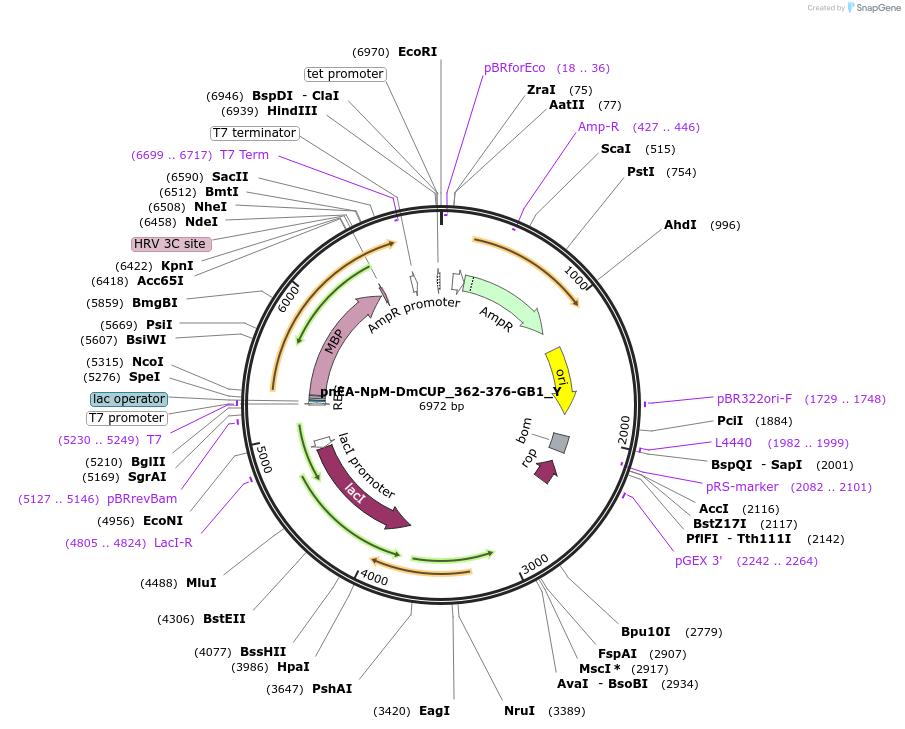 148027-plasmid-map-sequence-id-290474
