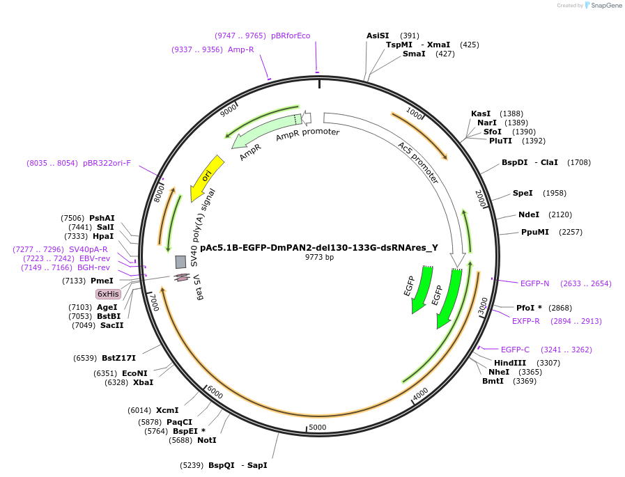 148032-plasmid-map-sequence-id-290479