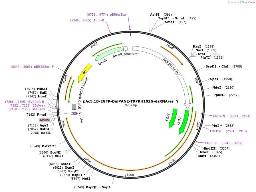 148049-plasmid-map-sequence-id-290496