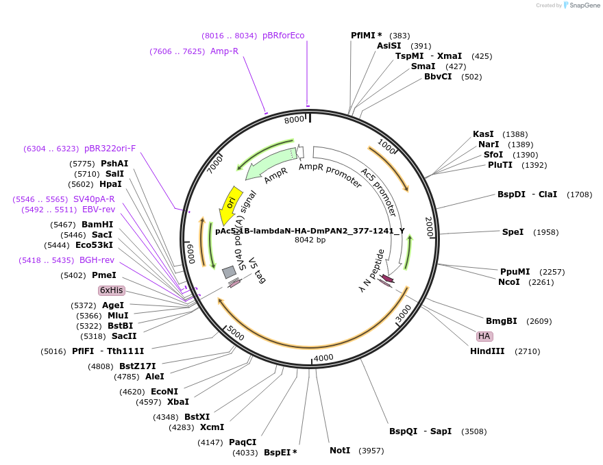 148061-plasmid-map-sequence-id-290508
