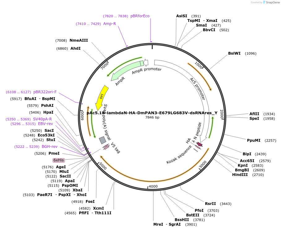 148081-plasmid-map-sequence-id-290528
