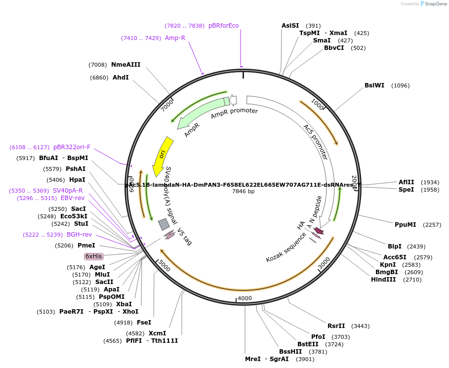 148082-plasmid-map-sequence-id-290529