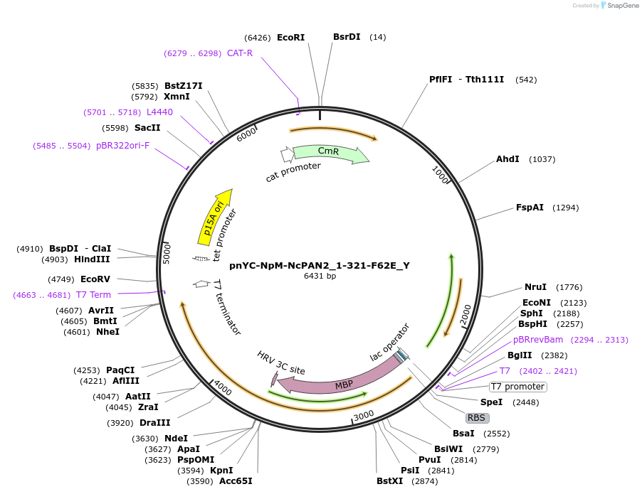148097-plasmid-map-sequence-id-290544