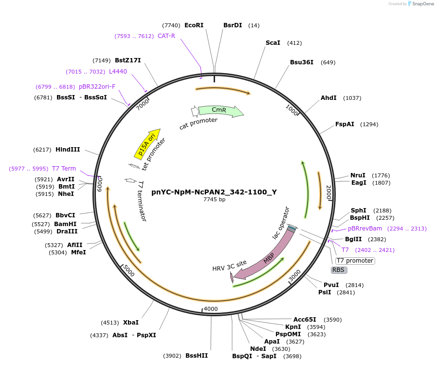 148106-plasmid-map-sequence-id-290553