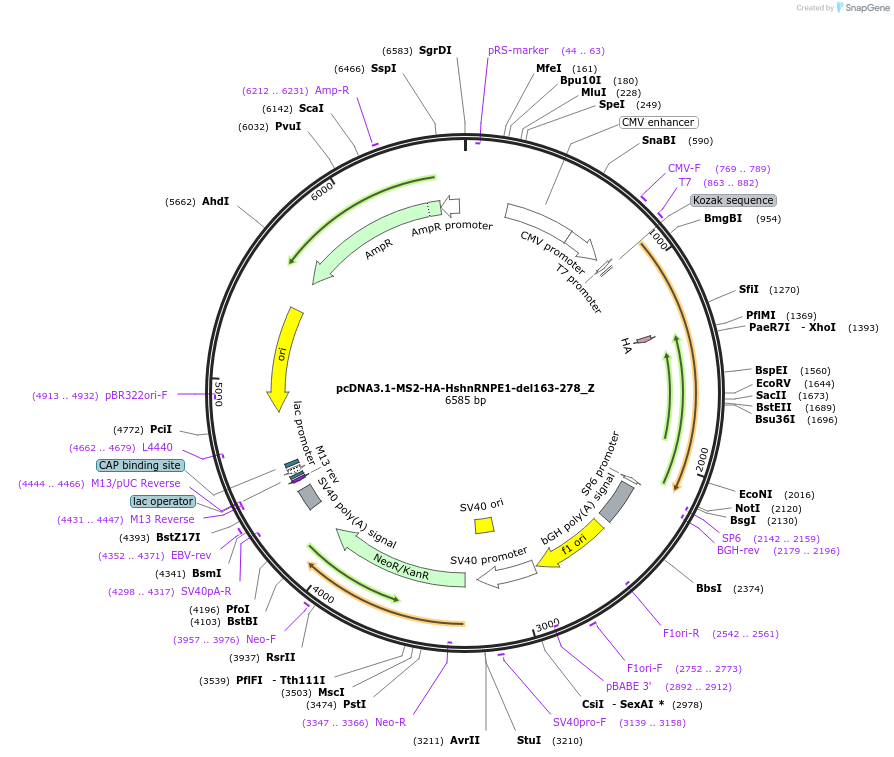 148117-plasmid-map-sequence-id-290564