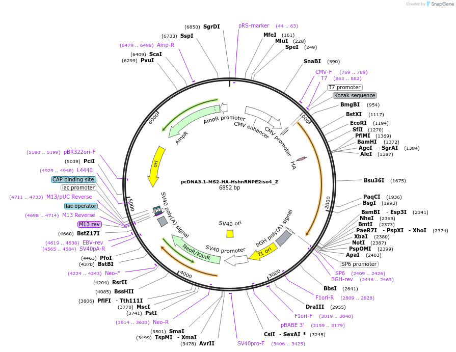 148119-plasmid-map-sequence-id-290566