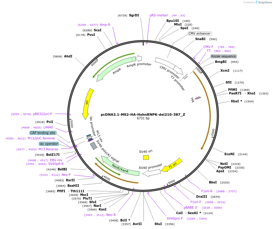 148125-plasmid-map-sequence-id-290572
