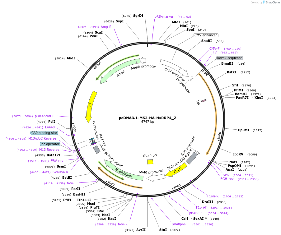 148130-plasmid-map-sequence-id-290578