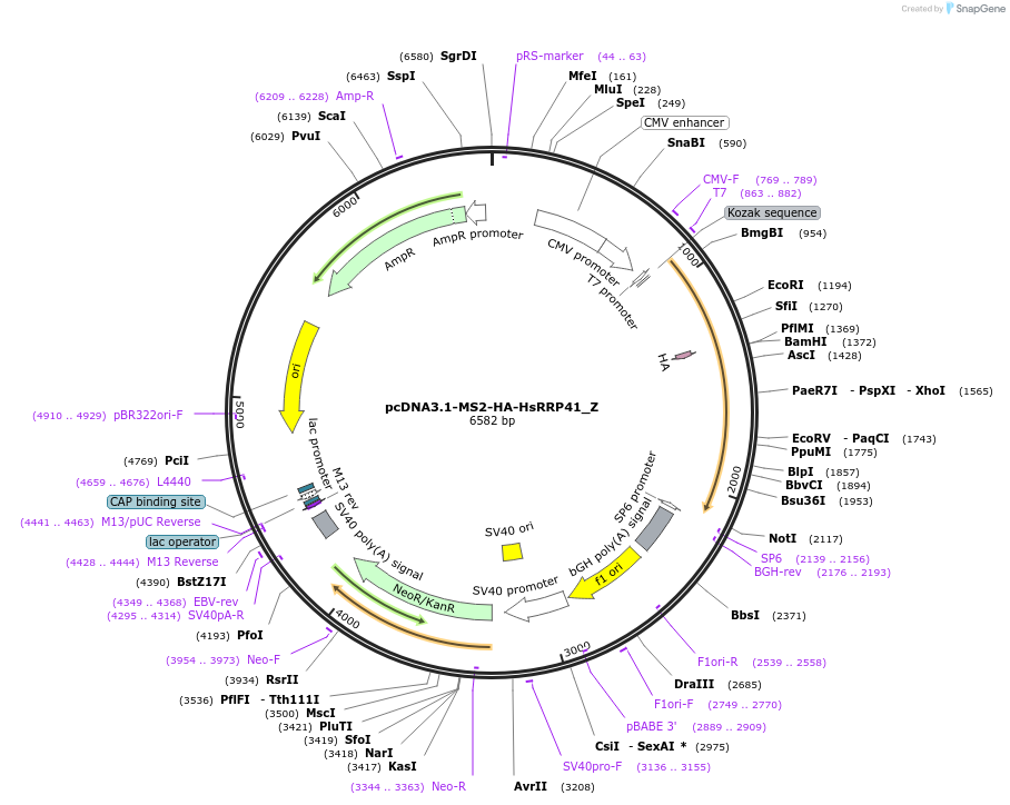 148132-plasmid-map-sequence-id-290580