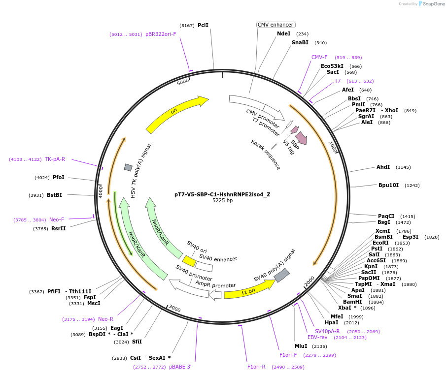 148141-plasmid-map-sequence-id-290589
