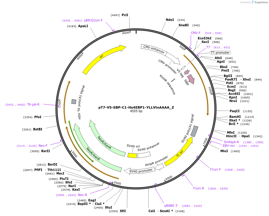 148146-plasmid-map-sequence-id-290594