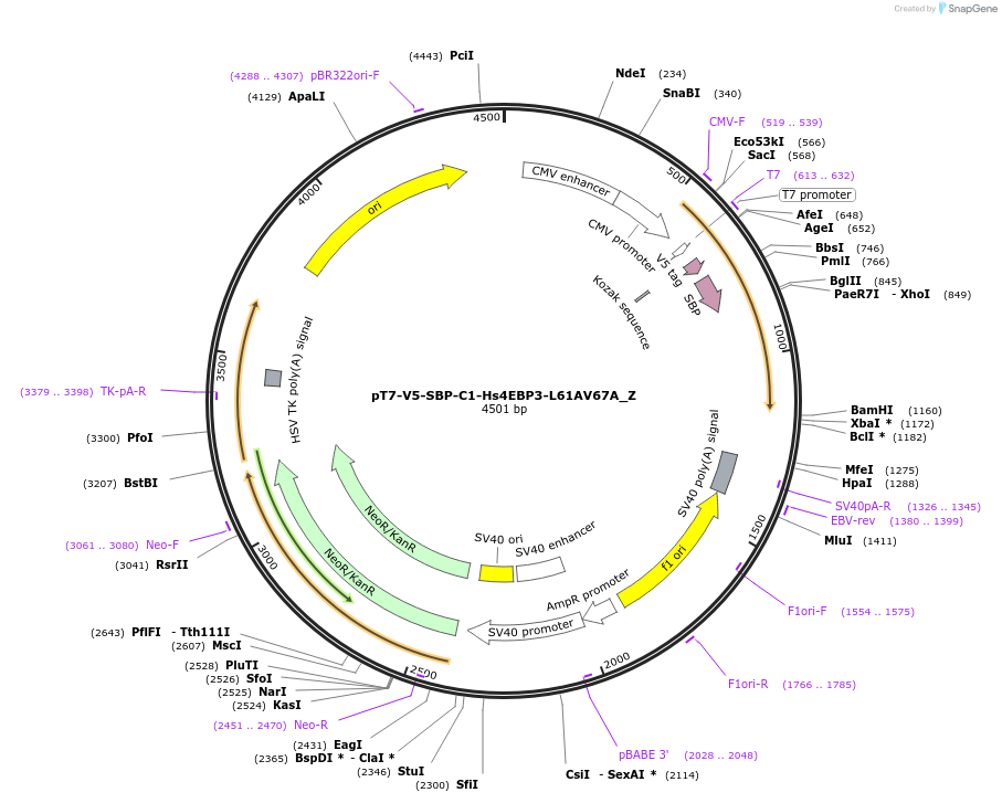 148147-plasmid-map-sequence-id-290595