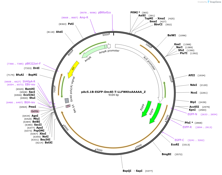 148156-plasmid-map-sequence-id-290604