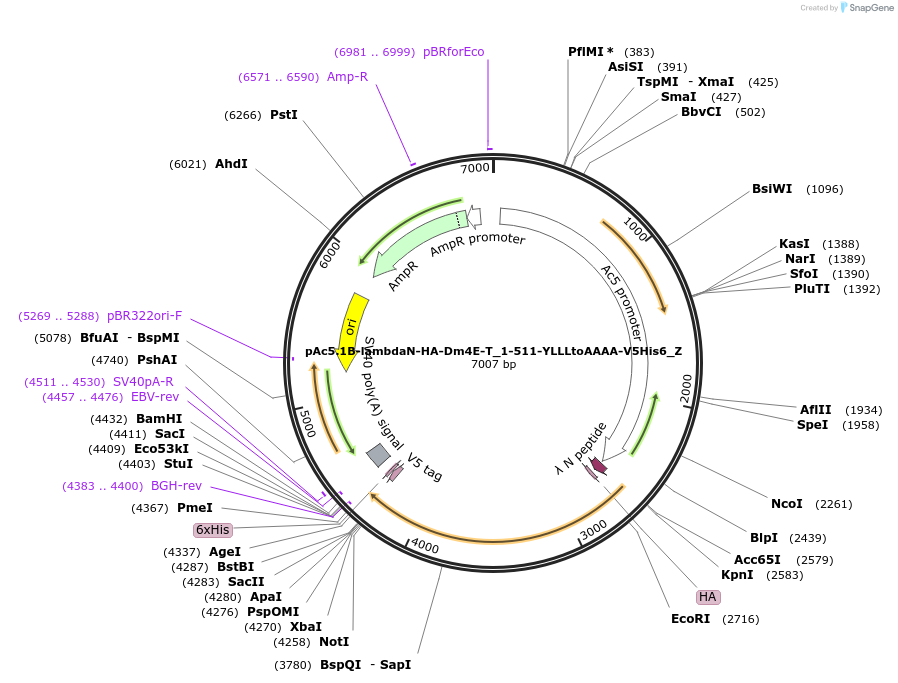 148162-plasmid-map-sequence-id-290610