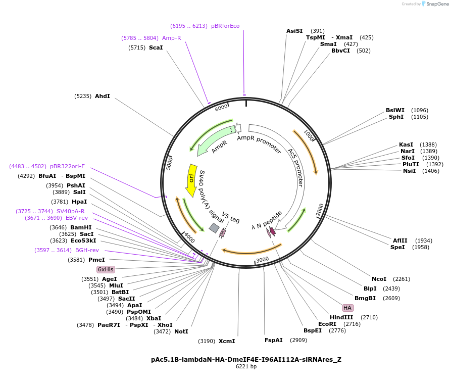 148163-plasmid-map-sequence-id-290611