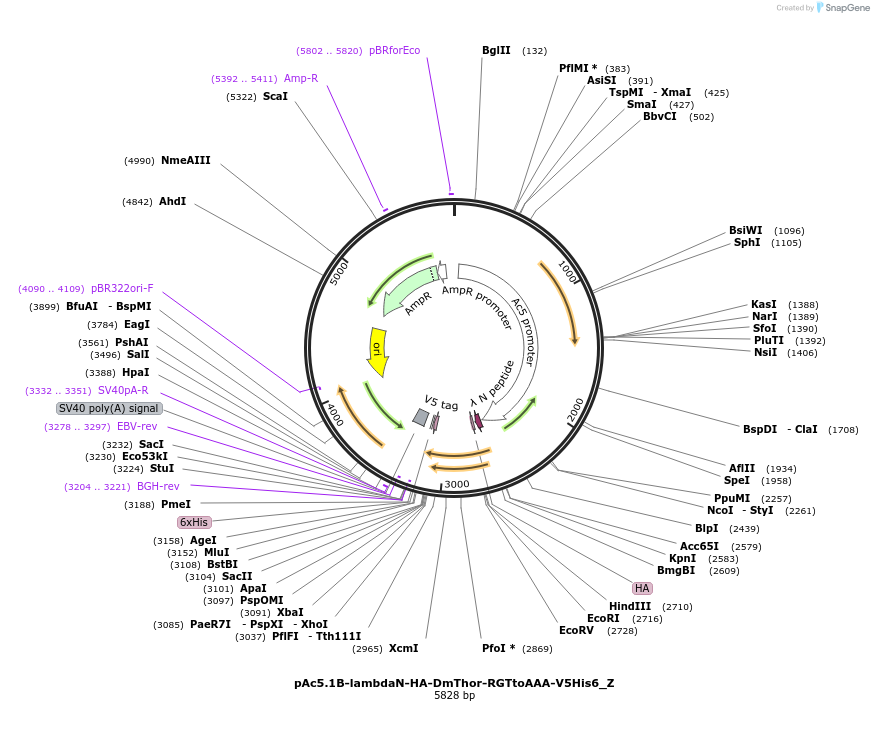 148166-plasmid-map-sequence-id-290614