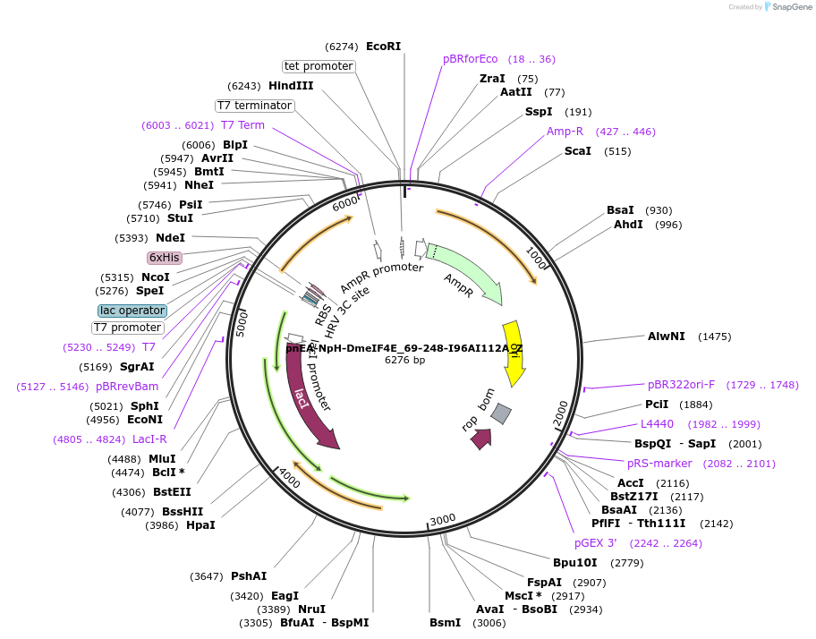 148173-plasmid-map-sequence-id-290621