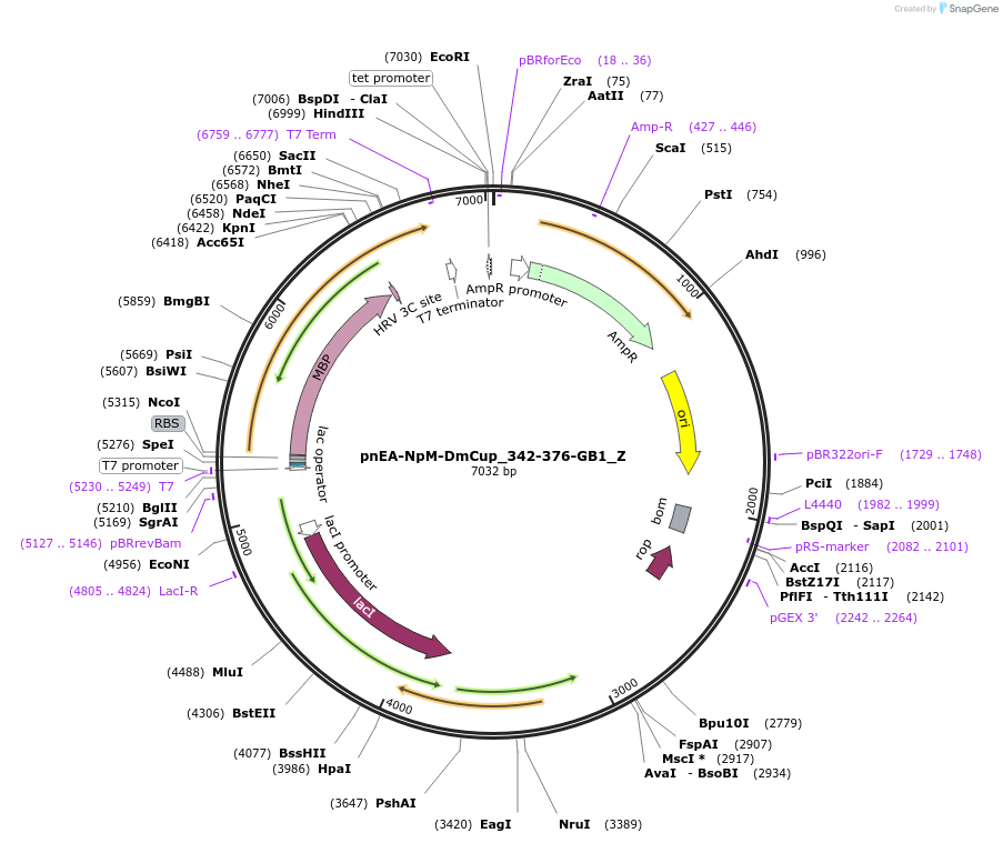 148177-plasmid-map-sequence-id-290625