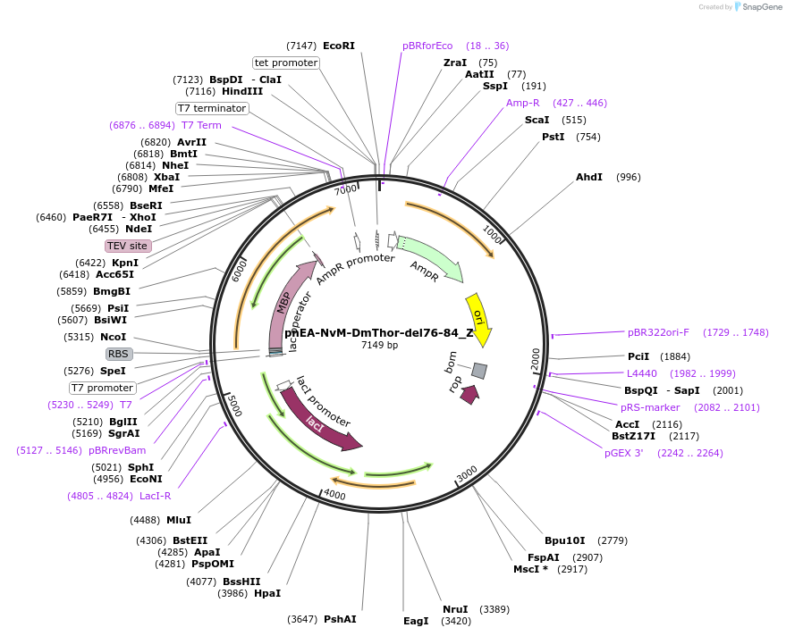 148190-plasmid-map-sequence-id-290638