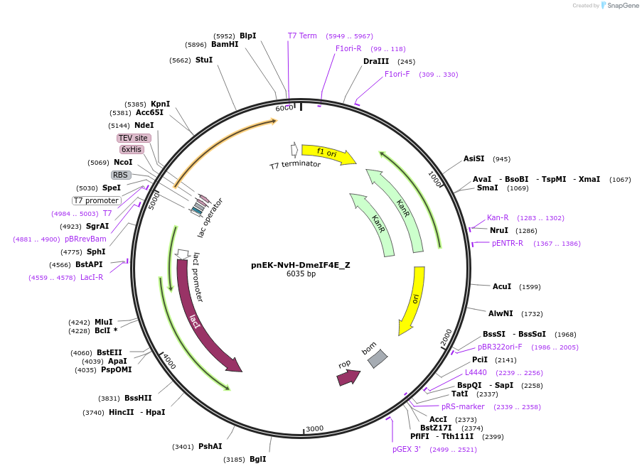 148195-plasmid-map-sequence-id-290643