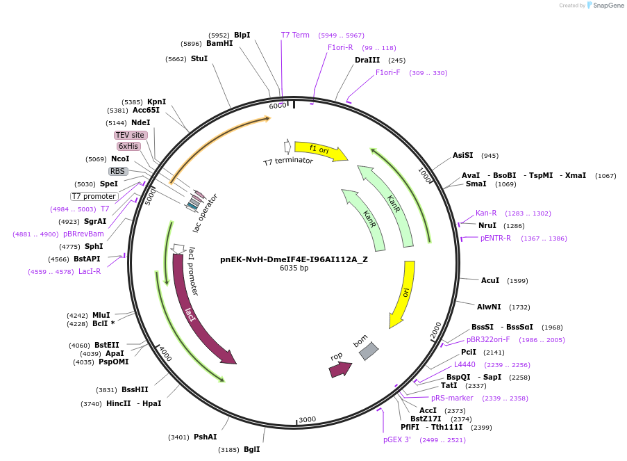 148196-plasmid-map-sequence-id-290644