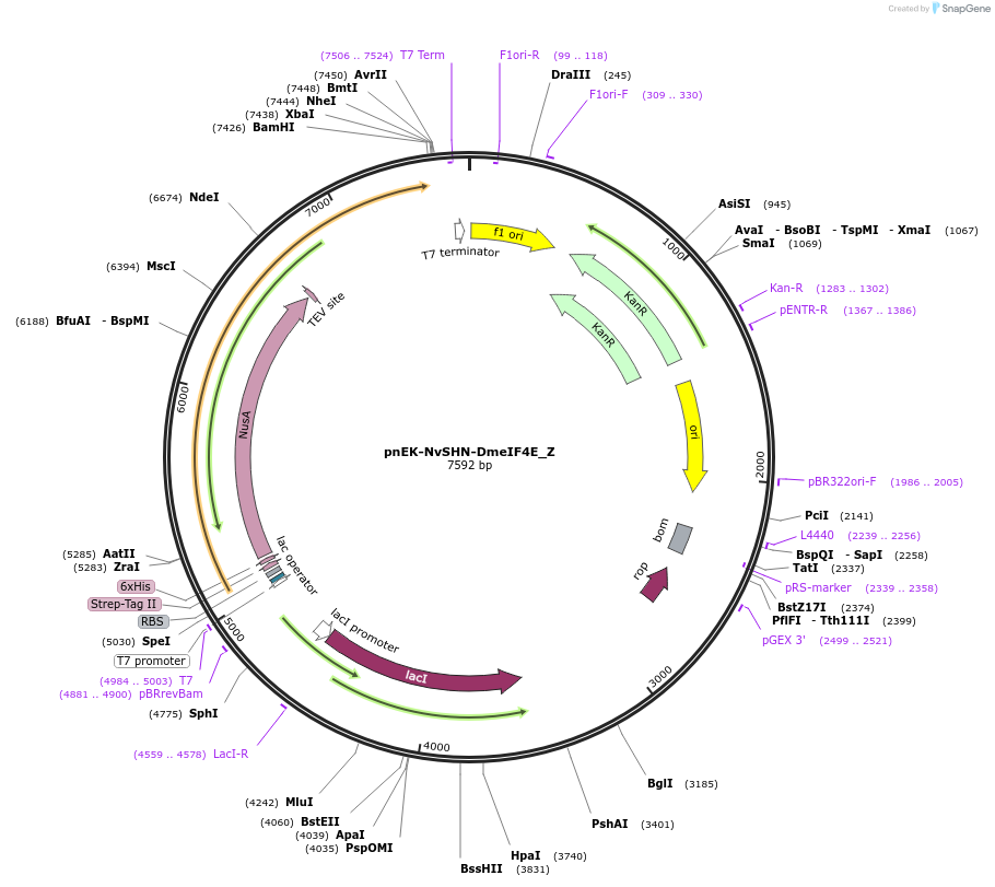 148198-plasmid-map-sequence-id-290646