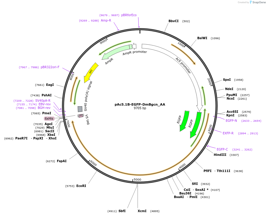 148200-plasmid-map-sequence-id-290648