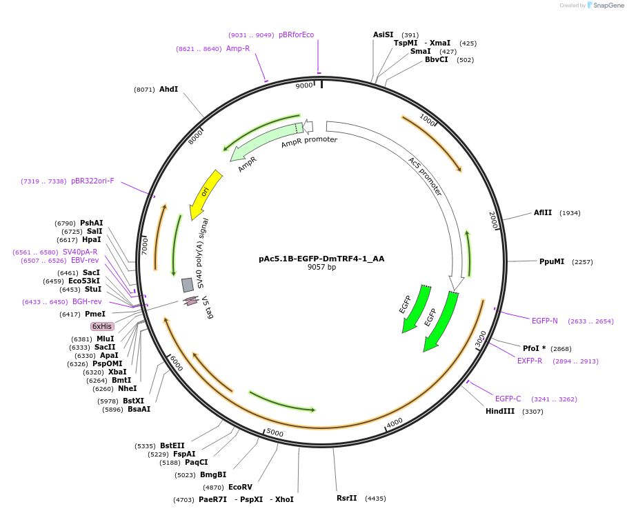 148204-plasmid-map-sequence-id-290652