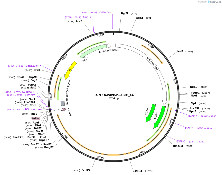 148205-plasmid-map-sequence-id-290653