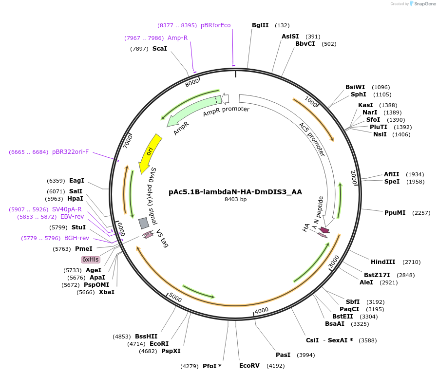 148209-plasmid-map-sequence-id-290657
