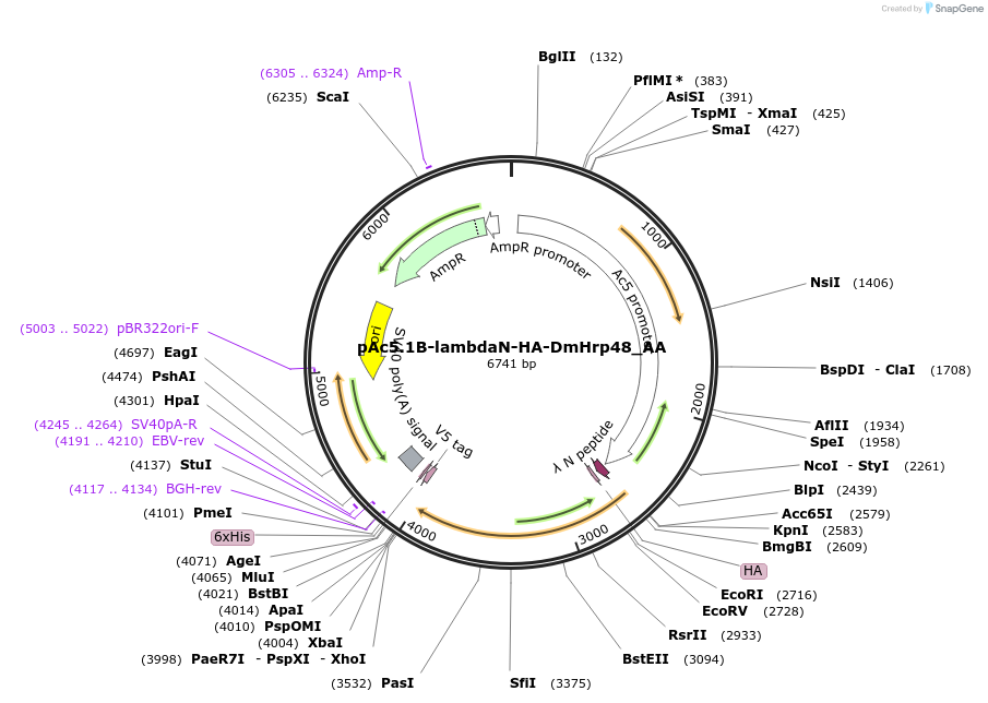 148212-plasmid-map-sequence-id-290660