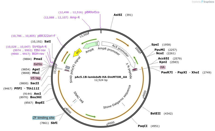 148214-plasmid-map-sequence-id-290662