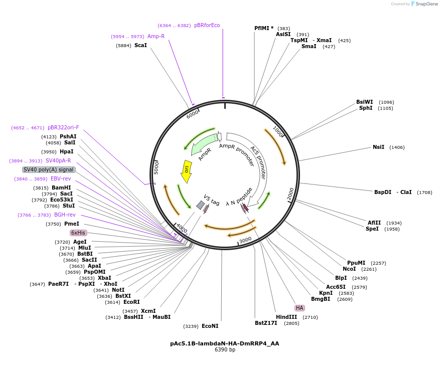 148219-plasmid-map-sequence-id-290667
