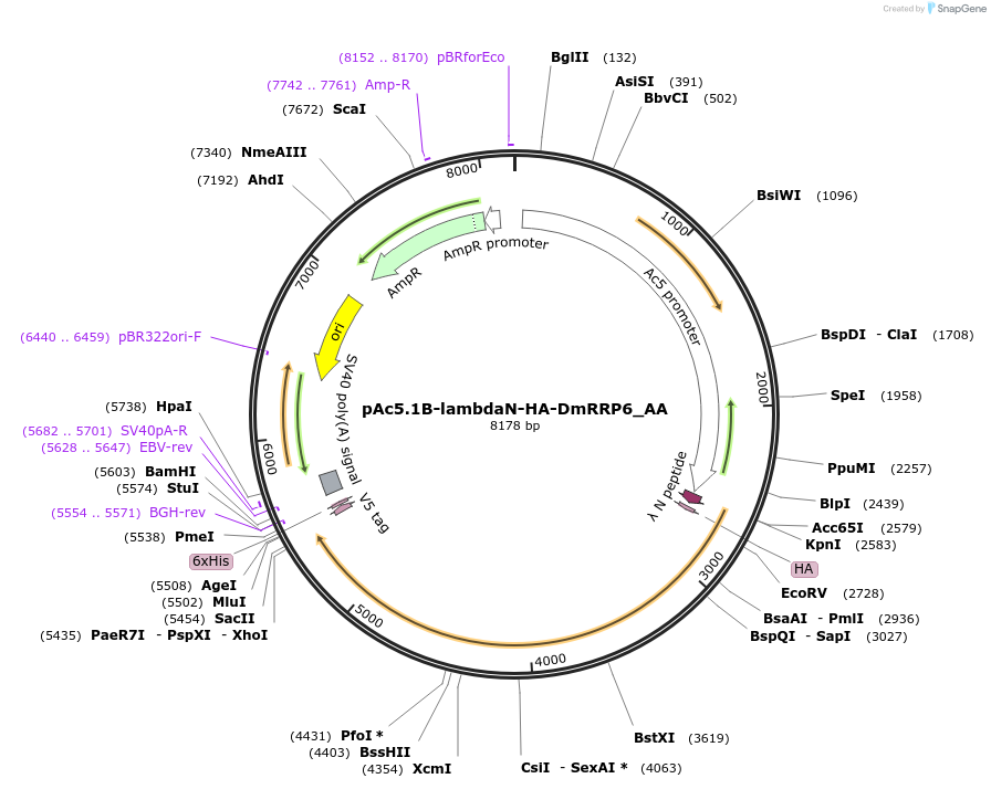 148220-plasmid-map-sequence-id-290668